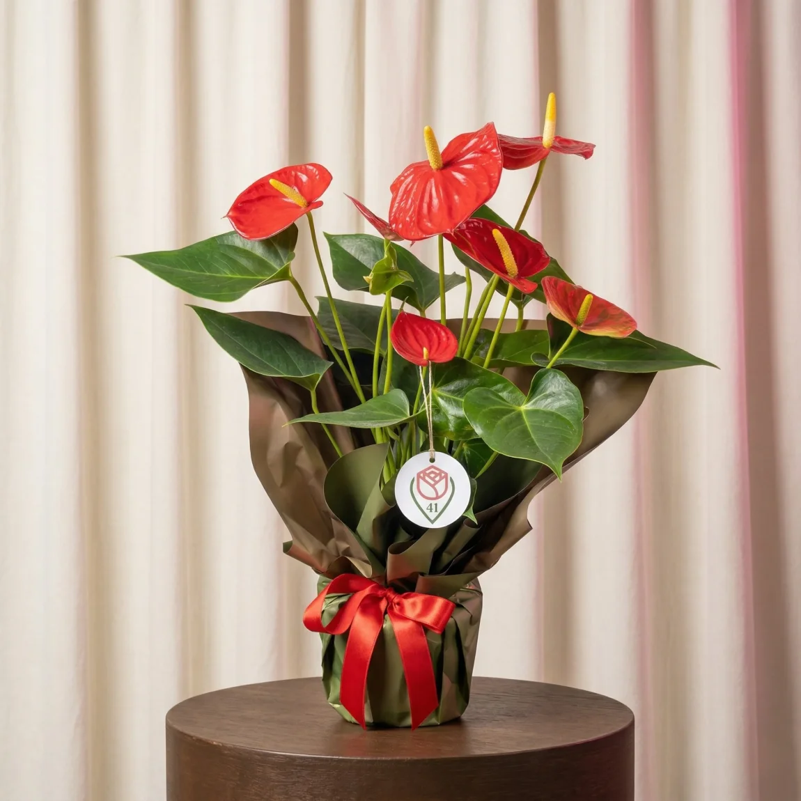 Aşkın Sembolü Antoryum