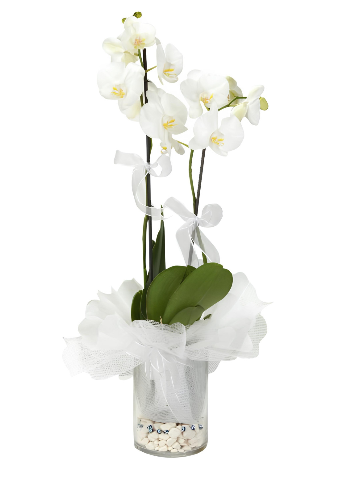 Cam Vazoda Süslü Orkideler