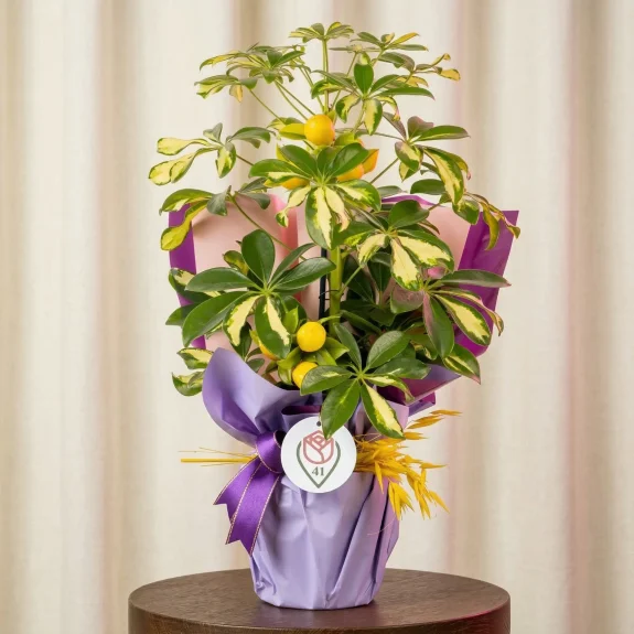 Alacalı Şeflera Işıltısı