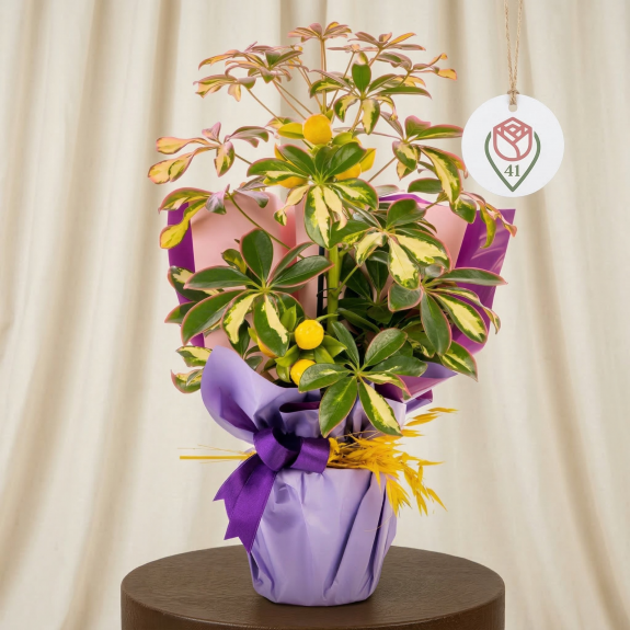 Alacalı Şeflera Işıltısı