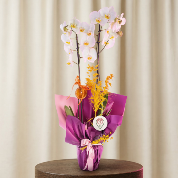 Asil Beyaz Orkide Tasarımı