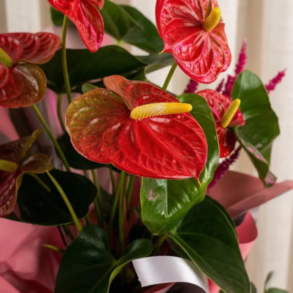 Aşkın Ateşi Antoryum