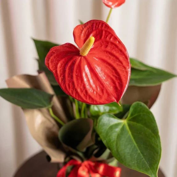 Aşkın Sembolü Antoryum