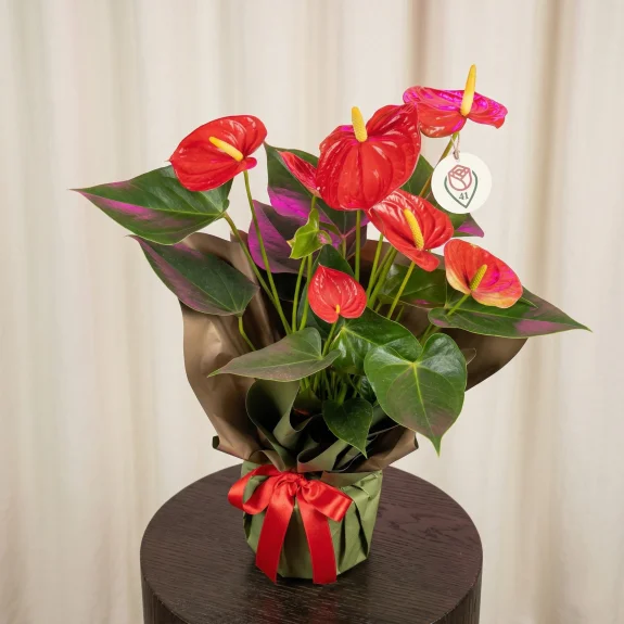 Aşkın Sembolü Antoryum