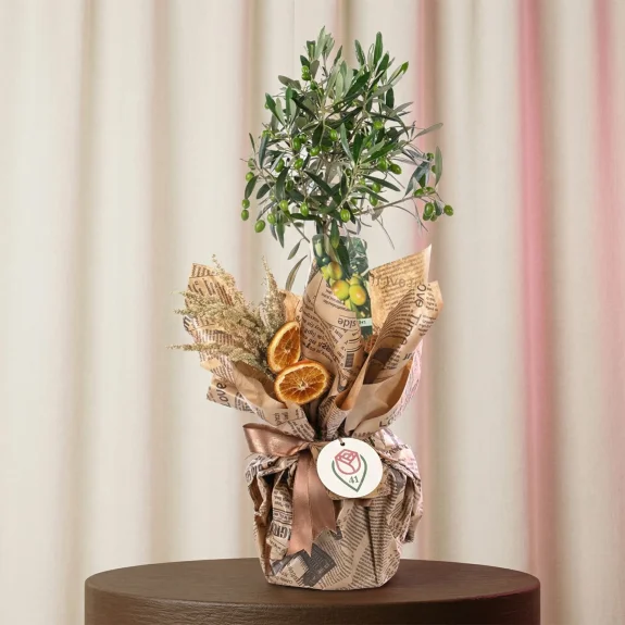 Bereketin Simgesi Zeytin Ağacı 60 Cm