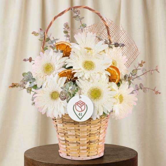 Beyaz Gerbera Masumiyeti