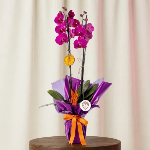 Büyüleyici Mor Orkide Buketi