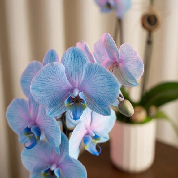 Ebruli Mavi Orkide