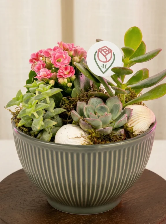 Gri Kasede Sukulent Bahçesi