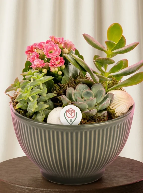 Gri Kasede Sukulent Bahçesi