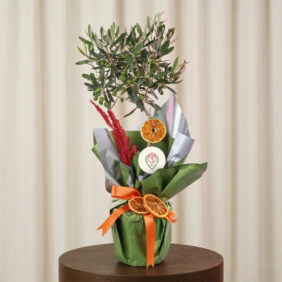 Huzur Zeytin Ağacı 60 Cm
