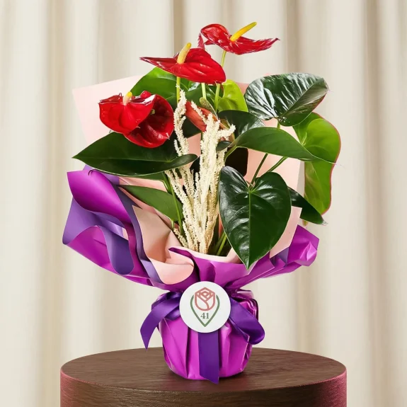 Kırmızı Antoryum Saksısı