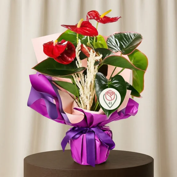 Kırmızı Antoryum Saksısı