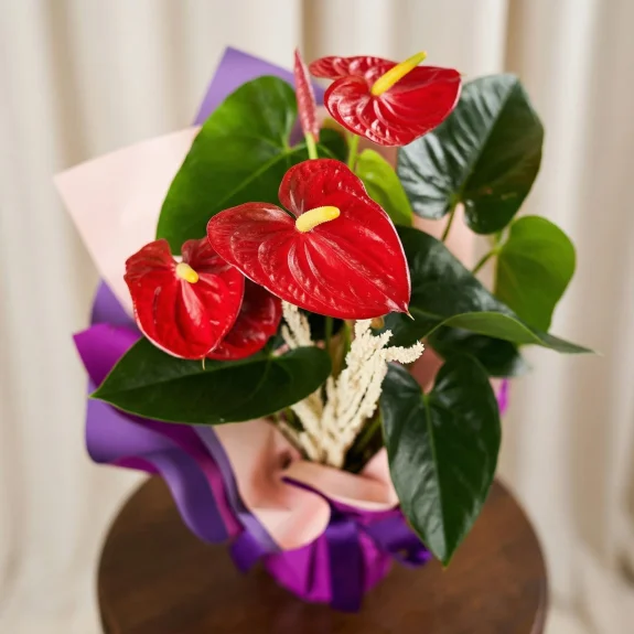 Kırmızı Antoryum Saksısı