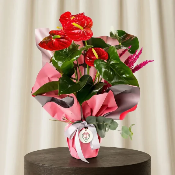 Mercan Işıltılı Pembe Lilyum