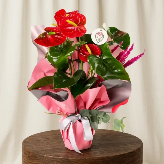 Mercan Işıltılı Pembe Lilyum