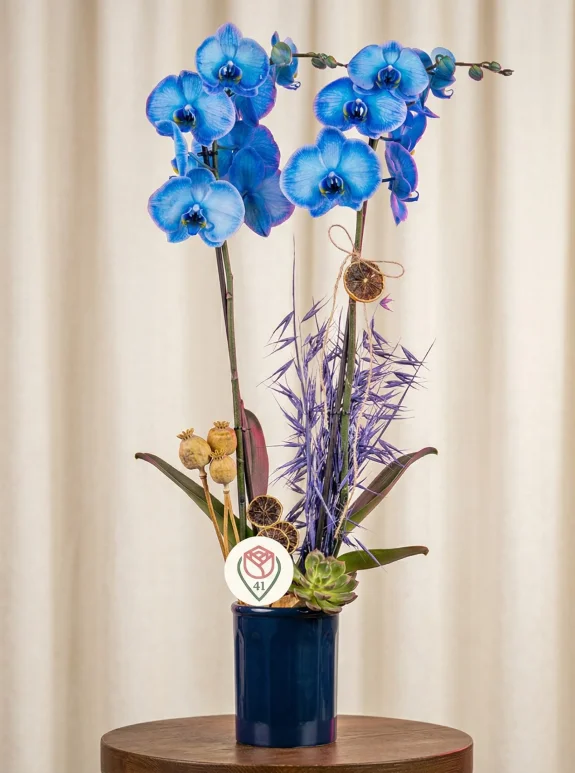 Mistik Mavi Orkide Aranjmanı