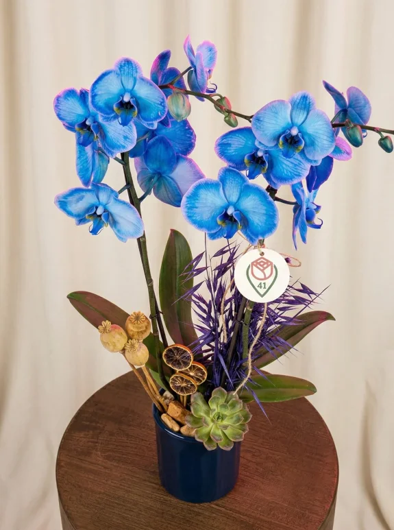 Mistik Mavi Orkide Aranjmanı