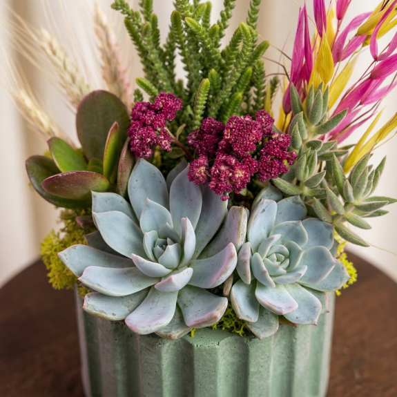 Modern Zümrüt Sukulent Bahçesi