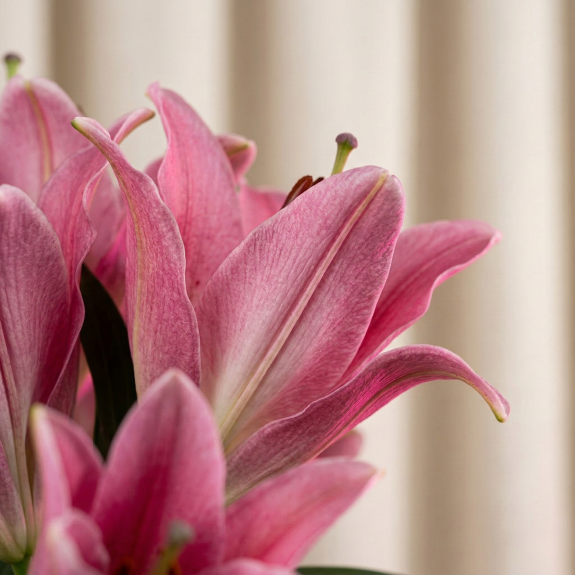 Pembe Lilyum Bahçesi