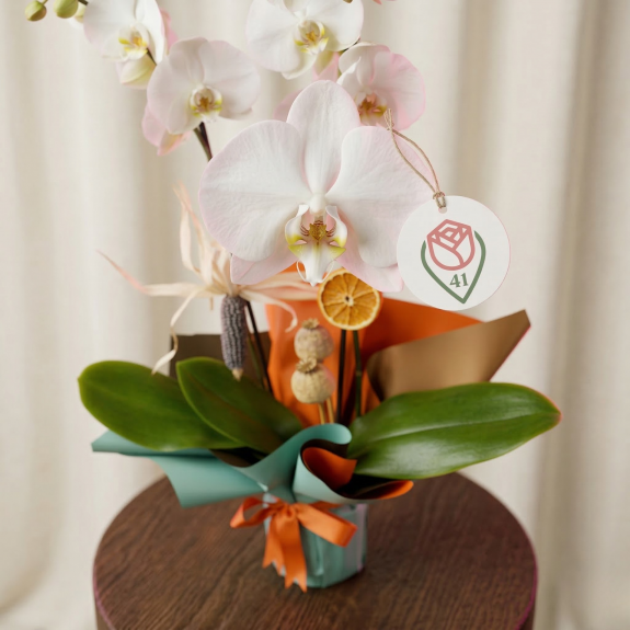 Rustik Esintili Beyaz Orkide