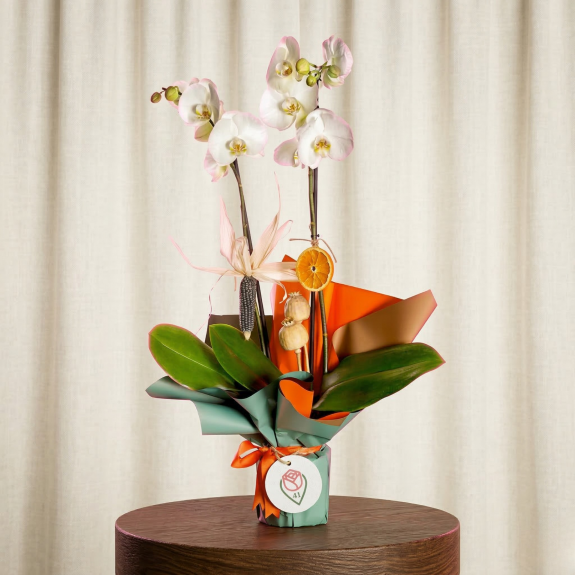 Rustik Esintili Beyaz Orkide