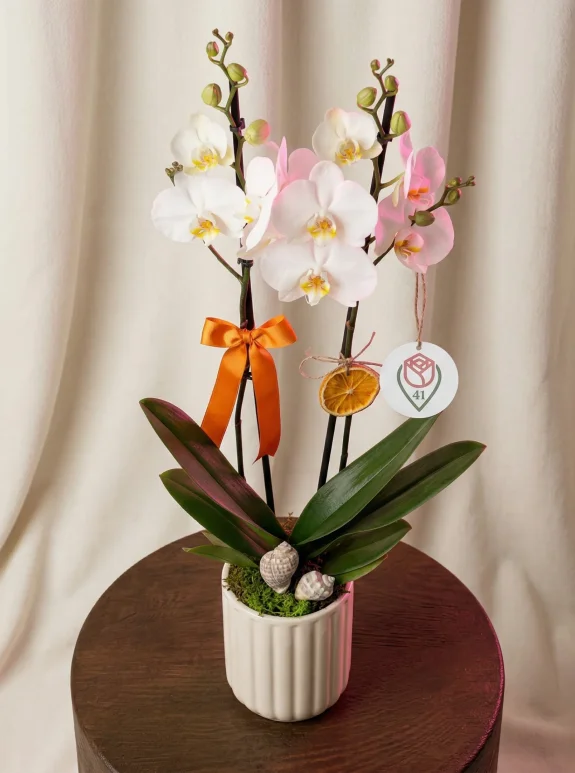 Saf Zarafet Beyaz Orkide