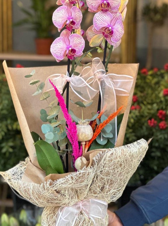 Snowman Çift Dal Ateş Orkide