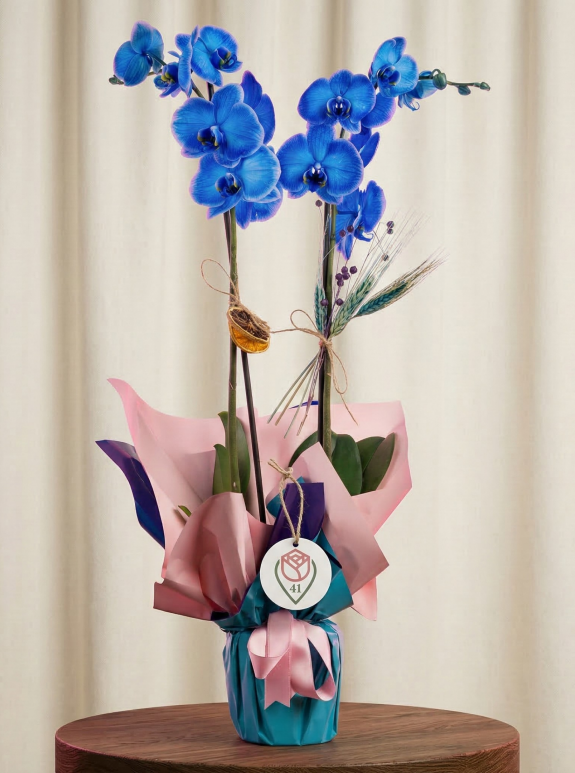 Sonsuz Mavi Çiftli Orkide