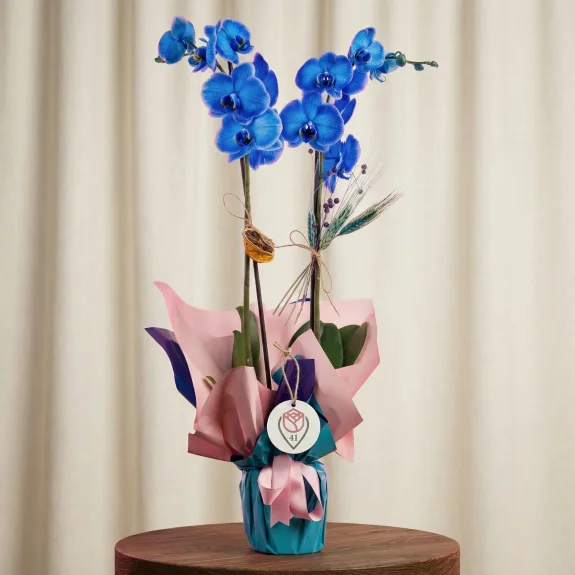 Sonsuz Mavi Çiftli Orkide