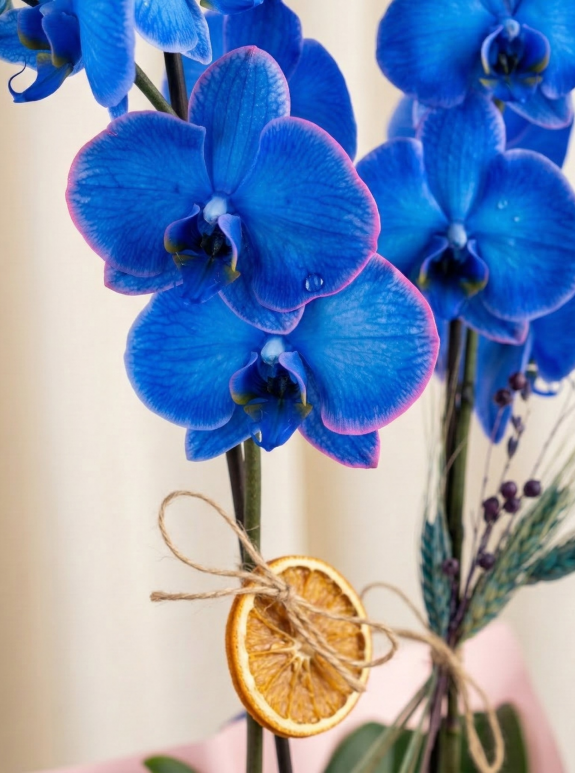 Sonsuz Mavi Çiftli Orkide