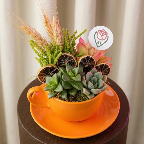 Turuncu Fincanda Sukulent