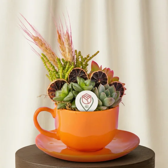 Turuncu Fincanda Sukulent