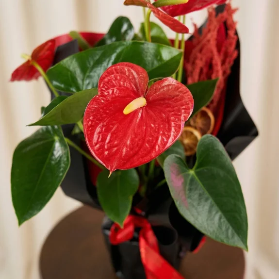 Tutkulu Kırmızı Antoryum Aranjmanı