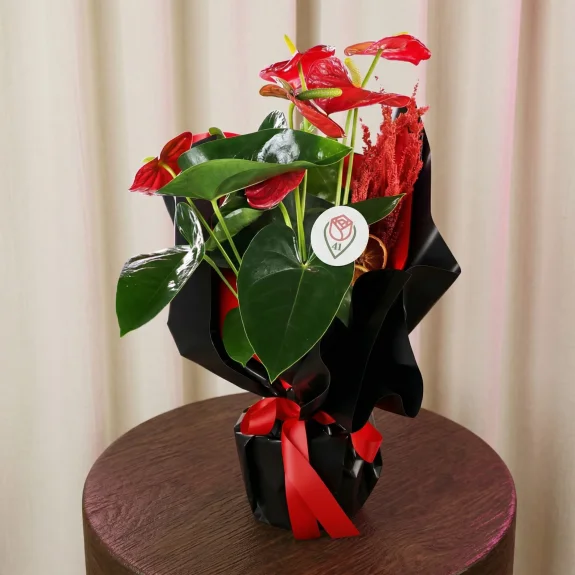 Tutkulu Kırmızı Antoryum Aranjmanı