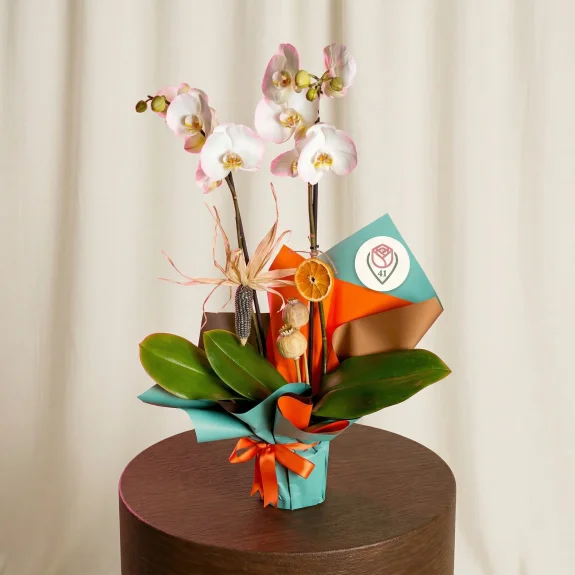 Zarif Beyaz Rüya Orkide