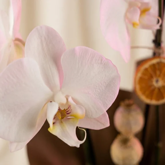 Zarif Beyaz Rüya Orkide