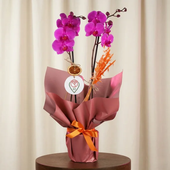 Zarif Mor Orkide Esintisi