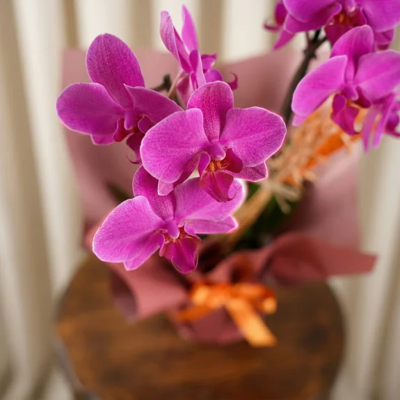 Zarif Mor Orkide Esintisi