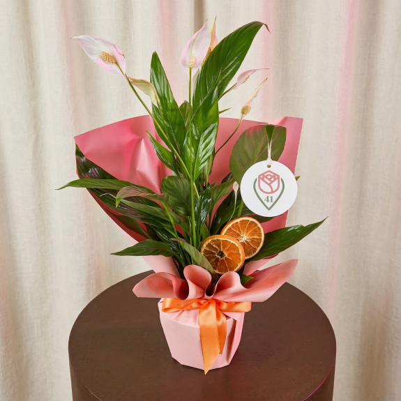 Zarif Pembe Barış Çiçeği