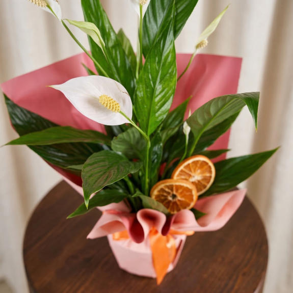 Zarif Pembe Barış Çiçeği