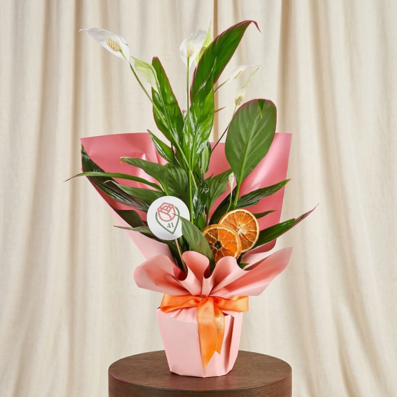 Zarif Pembe Barış Çiçeği